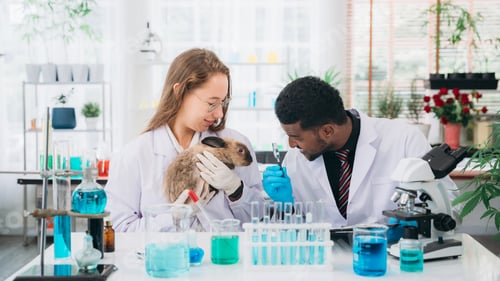 Preview: Scientist and Pharmacist Conducting Chemical Research and Animal Testing in a Laboratory.