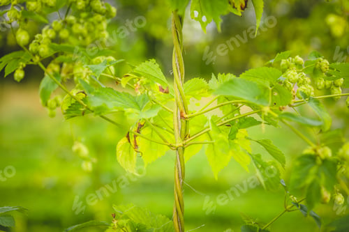 Preview: Close-up hop plant twisted around the rope