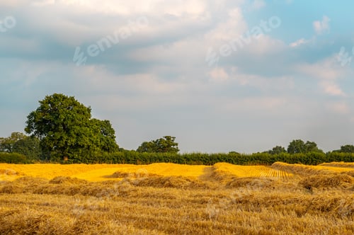 Preview: Golden wheat fields