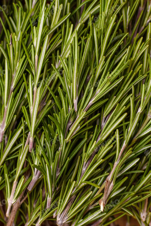Preview: Fresh green rosemary sprigs prepared for cooking