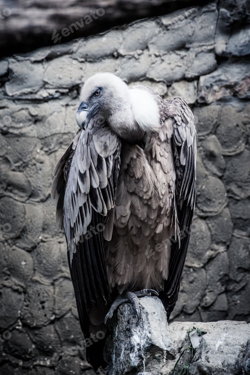 Preview: Vertical shot of a scary, powerful and gray feathered Vulture standing on a rock