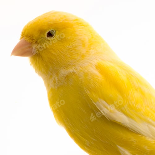 Preview: Yellow canary on its perch