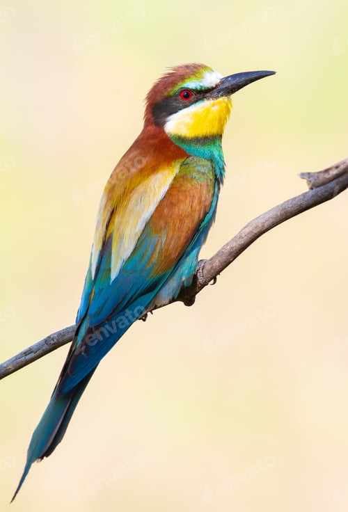Preview: European bee-eater, merops apiaster. An early morning bird sits on a dry branch