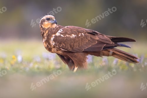 Preview: Marsh harrier female sideview