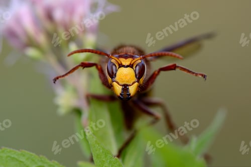 Preview: Portrait of European hornet