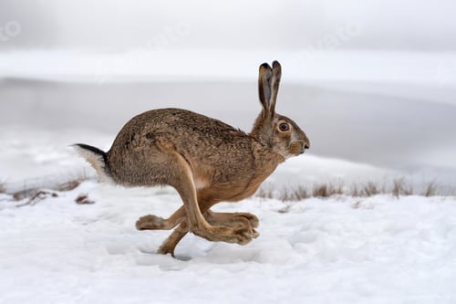 Preview: Hare running in the field