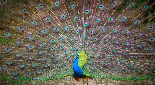 Preview: Peacock dance display at Yala National Park, Sri Lanka. The feathers are spread in a full fan
