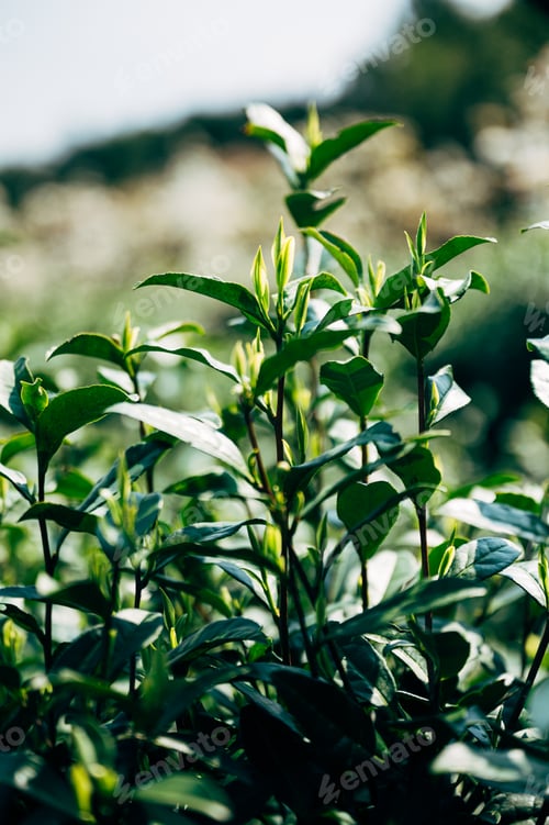 Preview: Chinese tea leaves in tea garden