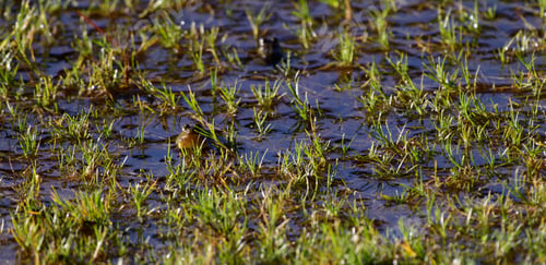 Preview: Sri Lanka paddy field frog (Minervarya greenii) on the Horton Plains National Park.