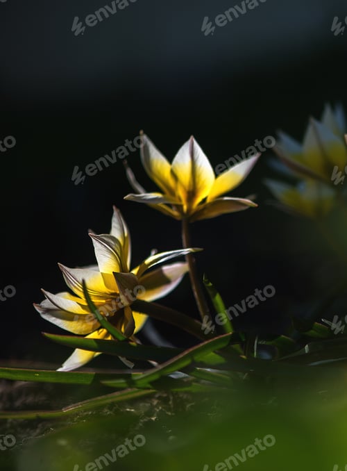 Preview: flower