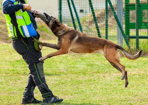 Preview: Training dog bites an object in the hands of the trainer