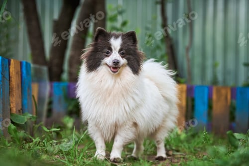 Preview: Pomeranian Spitz dog in garden