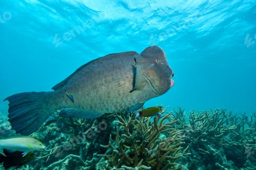 Preview: bumphead parrotfish spotted in moore reef in the great barrier reef
