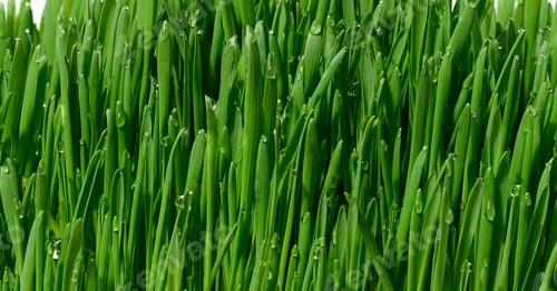 Preview: Green wheat sprouts with water drops, macro