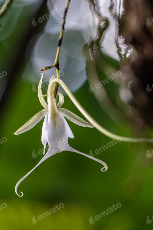 Preview: Close-up of a ghost orchid in a forest setting.