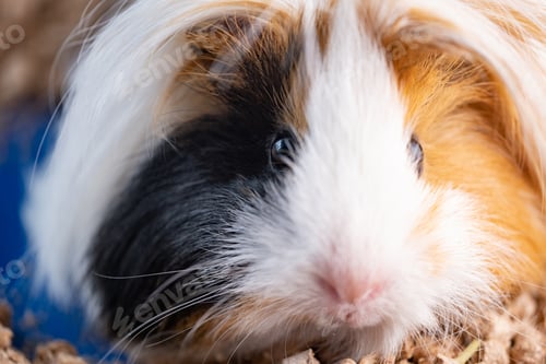 Preview: Peruvian guinea pig