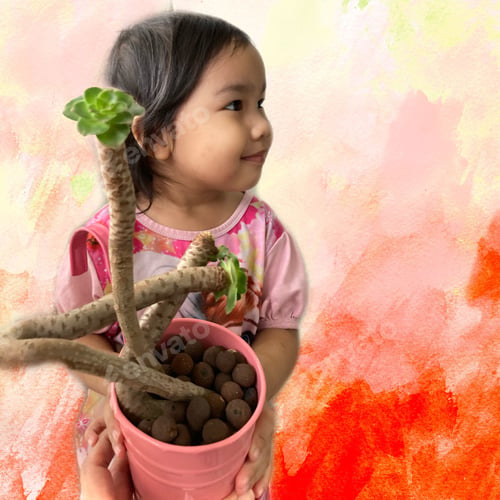 Preview: Little girl and a pot of elongated and odd-shaped stalks of Aeonium