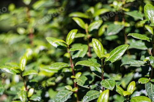 Preview: Sunny day view to green leaves