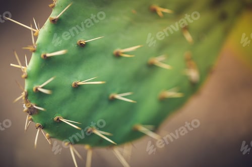 Preview: Cactus Spines