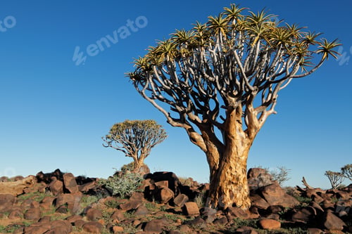 Preview: Quiver tree landscape - Namibia