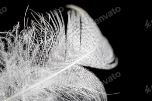 Preview: white duck feathers isolated on black background