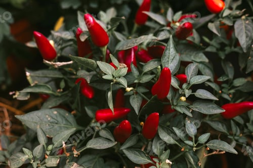 Preview: Red chili peppers growing at home