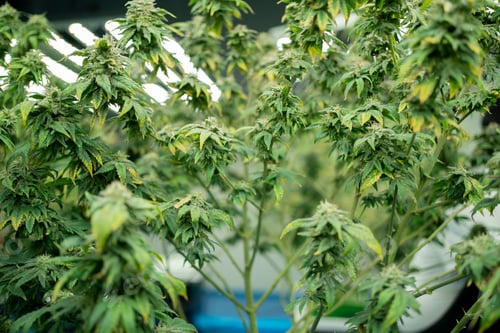 Preview: Marijuana, hemp or cannabis plant leaves farm lab. Organic product in laboratory. Medical Food.Ganja