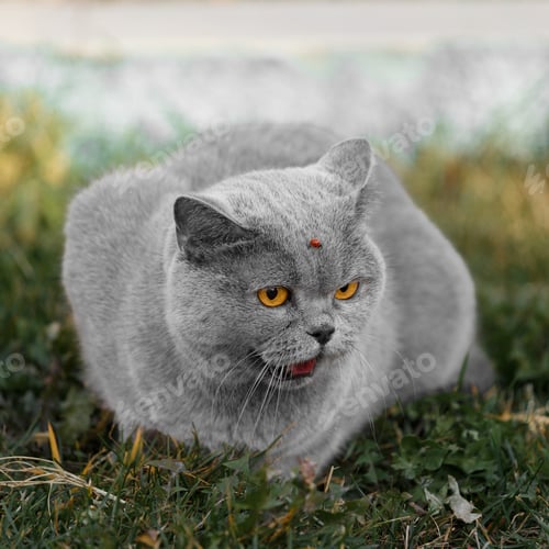 Preview: Portrait of a British cat with a ladybug on its face. Walking pets outside.