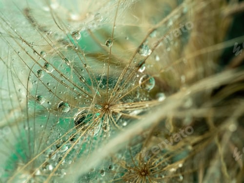Preview: Natural background. Abstract photo of a large dandelion with drops in close-up in creative processin