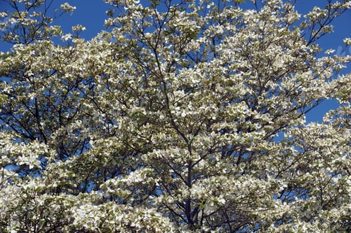Preview: Flowering Dogwood (Cornus Florida). Known Also As American Dogwood And Eastern Dogwood Also. Symbol