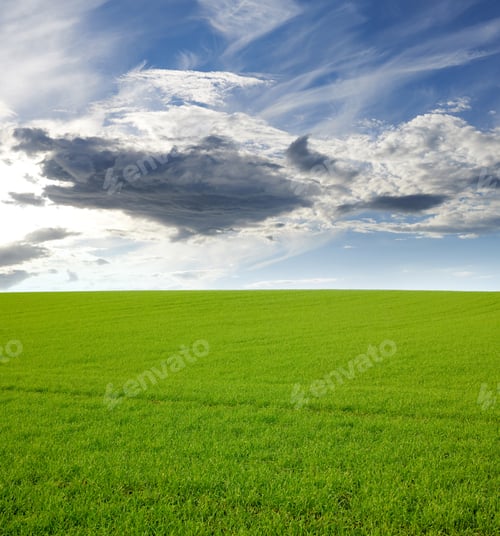 Preview: Springtime Cornfield