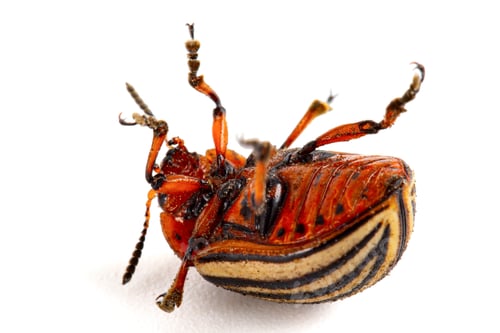 Preview: Colorado potato beetle, isolated on white background