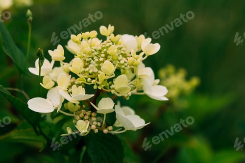 Preview: Buds Of Hydrangea Paniculata Siebold Rednia. Panicled Hydrangea