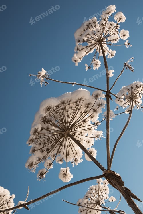 Preview: Dry flower of cow parsnip under snow on blue sky background from below