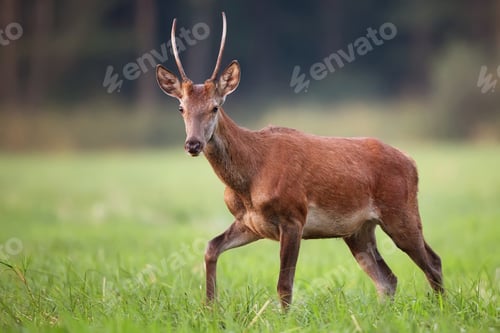 Preview: Red deer in the wild