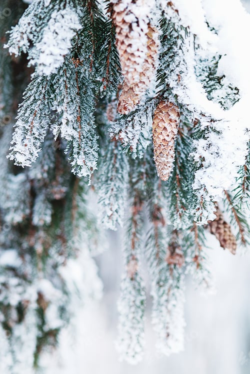 Preview: Christmas tree with cones under snow, winter nature background
