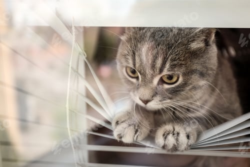 Preview: Cute tabby cat looking outside through window with blinds