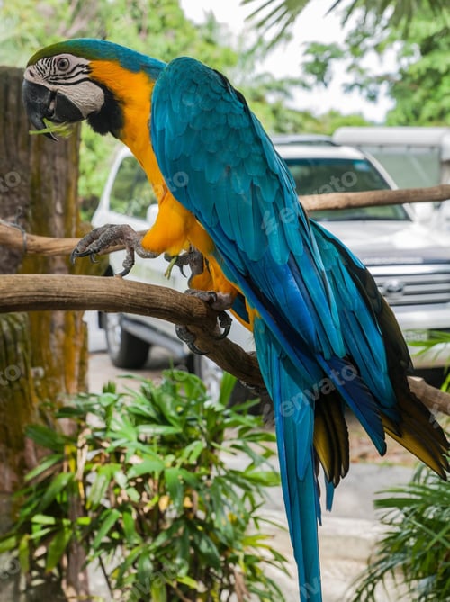 Preview: bird, parrot, Scarlet, Macaw
