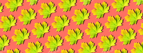 Preview: Creative layout of colorful autumn leaves. Banner with yellow, orange and green maple leaves pattern