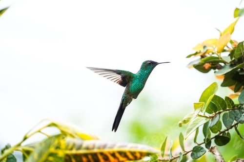 Preview: Hummingbird