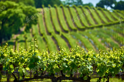 Preview: Vineyards in California, USA