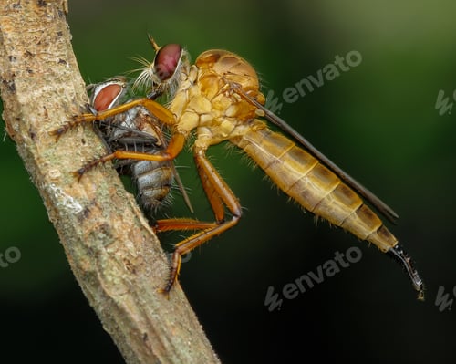 Preview: robber fly