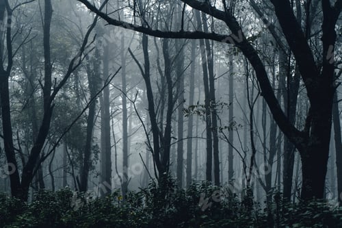 Preview: dark forest during a foggy,forest pine in asia