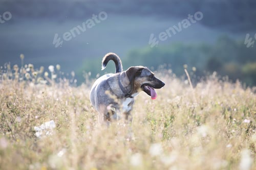 Preview: Happy dog having fun in a field of summertime