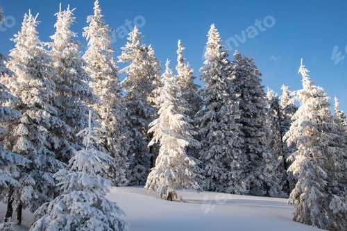 Preview: amazing winter landscape with snowy fir trees in the mountains