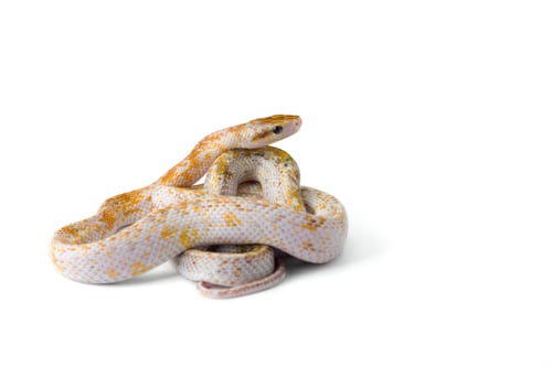 Preview: Beauty rat Snake isolated on white background