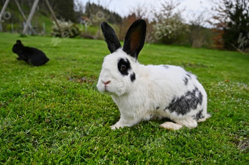 Preview: pets, bunny, scared, rabbit, hare
