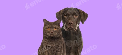Preview: Brown cat and dog looking together at the camera against purple background