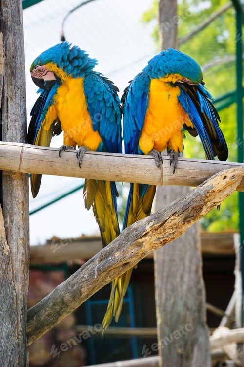 Preview: Two blue and yellow Macaw Parrots
