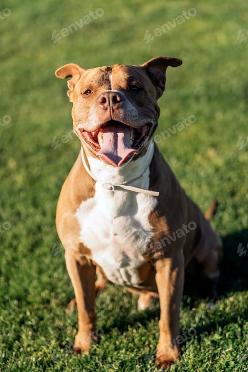 Preview: Beautiful Purebred Dog Portrait